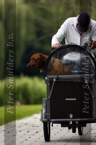 Amsterdam 10 juli 2007
Edwin de Roy v Zuydewijn met hond in bakfiets verbergt zich achter pet.
