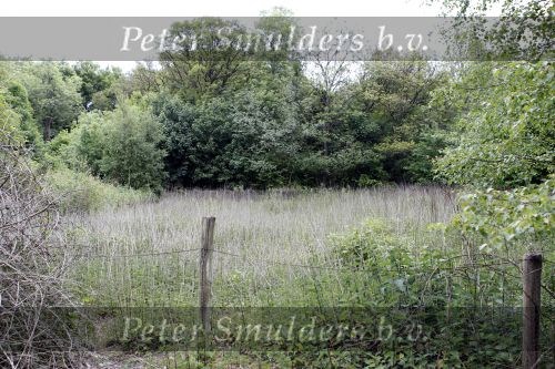 Wassenaar 29 mei 2010
Prinses Margarita haar man Tjalling ten Cate en prinses Irene hebben op de horsten bij Prins Willem Alexander en Maxima een huis met opstallen gekocht die ze gaan verbouwen om daar te wonen.
Peter Smulders bv