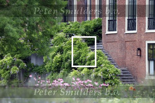 Den Haag  17 juli 2020
Koninklijk fotouurtje in de tuin van Huis ten Bosch . Vanwege corona was er veel minder pers uitgenodigd dan andere jaren. Aanwezig koning Willem Alexander Koningina Maxima en de prinsessen Amalia Alexia en Ariane .