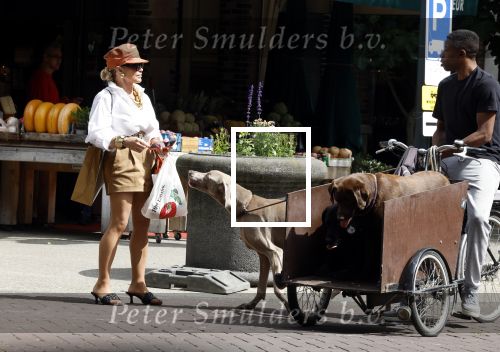 Amsterdam 5 juli 2022
Connie Witteman komt haar eigen hond tegen op de corneliss chuytstraat  die door uitlaatservice uitgelaten wordt