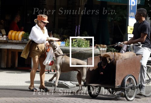Amsterdam 5 juli 2022
Connie Witteman komt haar eigen hond tegen op de corneliss chuytstraat  die door uitlaatservice uitgelaten wordt