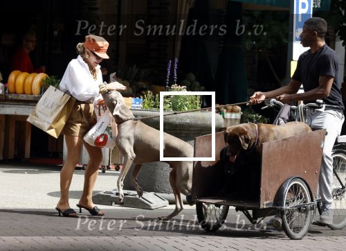 Amsterdam 5 juli 2022
Connie Witteman komt haar eigen hond tegen op de corneliss chuytstraat  die door uitlaatservice uitgelaten wordt