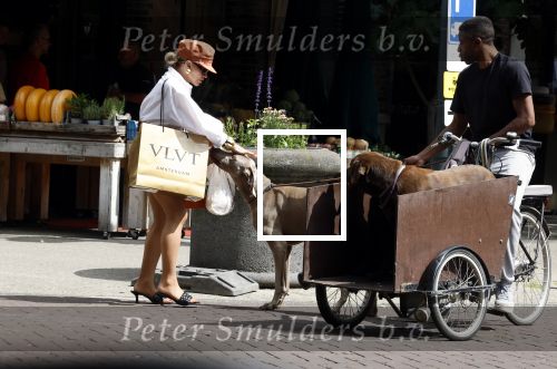 Amsterdam 5 juli 2022
Connie Witteman komt haar eigen hond tegen op de corneliss chuytstraat  die door uitlaatservice uitgelaten wordt