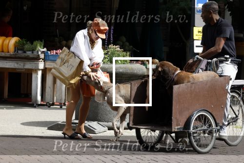 Amsterdam 5 juli 2022
Connie Witteman komt haar eigen hond tegen op de corneliss chuytstraat  die door uitlaatservice uitgelaten wordt