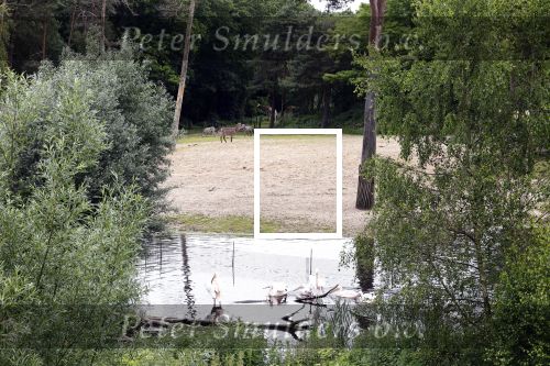 Arnhem 27 mei 2024
Trouwen Robbert de Nijs en zijn vrouw Sharon in Burgers Zoo. Zijn vader Rob de Nijs en moeder Belinda Meuldijk waren de getuigen .