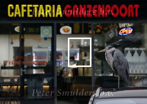 Amsterdam 27 mei 2024
Reiger op auto bij snackbar Ganzenpoort in de bijlmer.