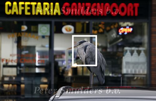 Amsterdam 27 mei 2024
Reiger op auto bij snackbar Ganzenpoort in de bijlmer.