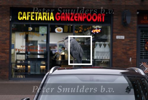 Amsterdam 27 mei 2024
Reiger op auto bij snackbar Ganzenpoort in de bijlmer.