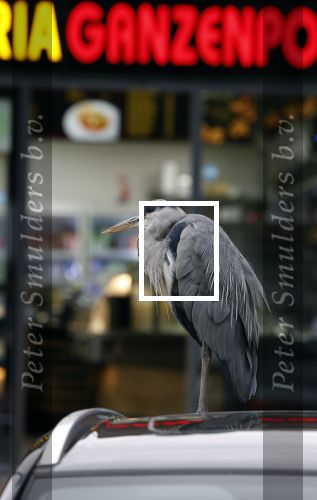 Amsterdam 27 mei 2024
Reiger op auto bij snackbar Ganzenpoort in de bijlmer.