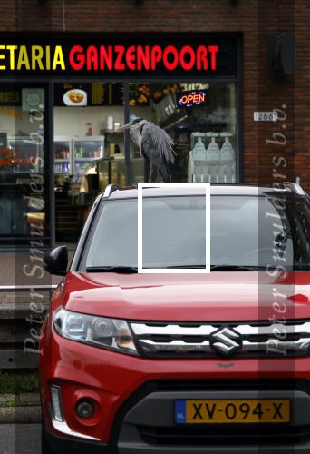 Amsterdam 27 mei 2024
Reiger op auto bij snackbar Ganzenpoort in de bijlmer.