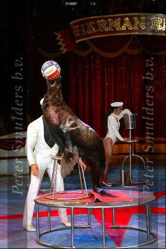 Amsterdam 9 juli 2002
Premiere Circus Renz
Zeehond