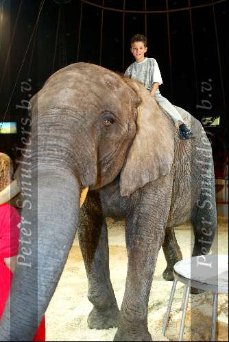 Amsterdam 8 juli 2003

premiere circus Renz bij de RAI
yuri konings op olifant


Peter Smulders bv