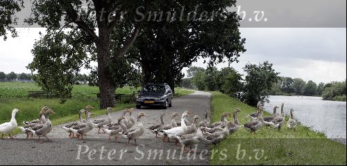 Vreeland 4 juli 2004
Ganzen steken weg over