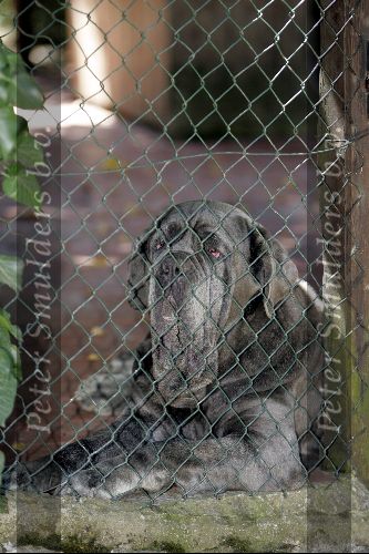 Tavernelle 9 juli 2004
Vakantiehuis van koningin Beatrix
Hond Mastino Napolitana