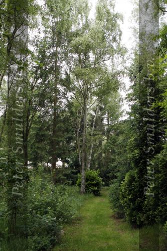 Blaricum 3 juni 2007
Dit huis heeft dennis bergkamp gekocht . Hij gaat dit huis slopen en er een nieuw huis op bouwen.