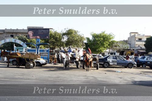 Dakar 23 maart 2008
Straatbeeld in Dakar waar de heroes legend eindigt. 
Peter Smulders bv