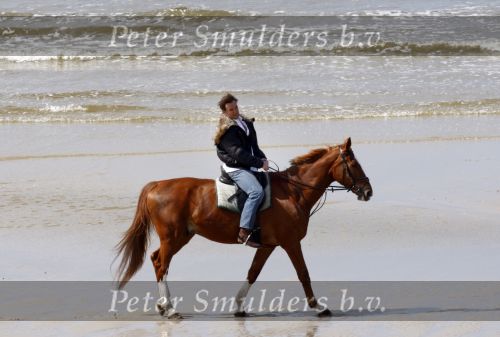 Schagen 17 april 2008
Opnames videoclip Gerard Joling met paarden op het strand. Geert Hoes en Wino Ontzigt zijn ook aanwezig.
Peter Smulders bv