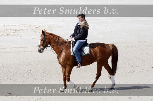 Schagen 17 april 2008
Opnames videoclip Gerard Joling met paarden op het strand. Geert Hoes en Wino Ontzigt zijn ook aanwezig.
Peter Smulders bv