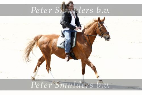 Schagen 17 april 2008
Opnames videoclip Gerard Joling met paarden op het strand. Geert Hoes en Wino Ontzigt zijn ook aanwezig.
Peter Smulders bv