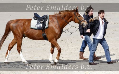 Schagen 17 april 2008
Opnames videoclip Gerard Joling met paarden op het strand. Geert Hoes en Wino Ontzigt zijn ook aanwezig.
Peter Smulders bv