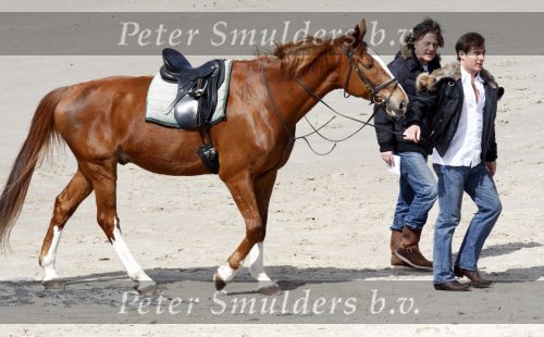 Schagen 17 april 2008
Opnames videoclip Gerard Joling met paarden op het strand. Geert Hoes en Wino Ontzigt zijn ook aanwezig.
Peter Smulders bv