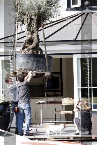 Breukelen 10 mei 2009
Jurgen Smit verrast op moederdag zijn vriendin Milika Peterzon met een 600 jaar oude olijfboom voor in hun nieuwe tuin. De boom moest met een kraanwagen over het huis getild worden.
Peter Smulders bv