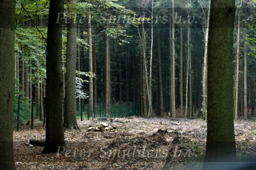 Lage Vuursche 28 oktober 2007
Verbouwing en nieuwe hekken rondom kasteel Drakensteynn waar koningin Beatrix weer gaat wonen.
Drakestein  Drakenstein  Drakesteyn
