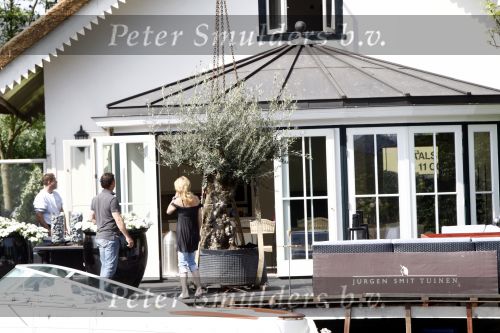 Breukelen 10 mei 2009
Jurgen Smit verrast op moederdag zijn vriendin Milika Peterzon met een 600 jaar oude olijfboom voor in hun nieuwe tuin. De boom moest met een kraanwagen over het huis getild worden.
Peter Smulders bv
