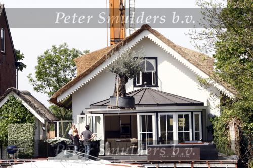 Breukelen 10 mei 2009
Jurgen Smit verrast op moederdag zijn vriendin Milika Peterzon met een 600 jaar oude olijfboom voor in hun nieuwe tuin. De boom moest met een kraanwagen over het huis getild worden.
Peter Smulders bv