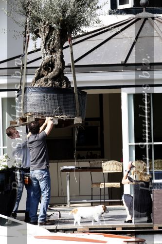 Breukelen 10 mei 2009
Jurgen Smit verrast op moederdag zijn vriendin Milika Peterzon met een 600 jaar oude olijfboom voor in hun nieuwe tuin. De boom moest met een kraanwagen over het huis getild worden.
Peter Smulders bv