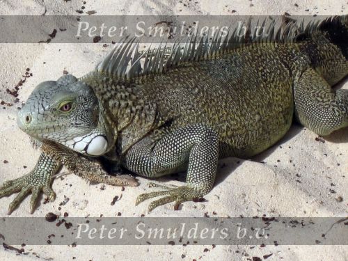 Curacao januari 2009
Max Anouk en Edwin Smulders op vakantie.
Peter Smulders bv
