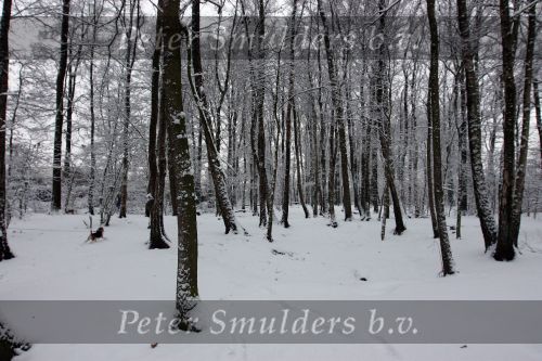 Eindhoven, 5 Januari 2009
Sneeuw en bevroren riviertjes