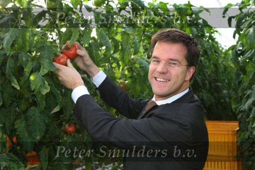 Bleiswijk, 17 November 2008
Bezoek Mark Rutte aan tomatenkwekerij van den bosch BV
Op de foto Mark Rutte met Rik van den Bosch
Foto Peter Smulders BV