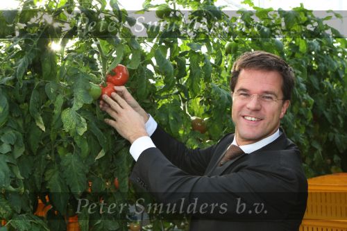 Bleiswijk, 17 November 2008
Bezoek Mark Rutte aan tomatenkwekerij van den bosch BV
Op de foto Mark Rutte met Rik van den Bosch
Foto Peter Smulders BV
