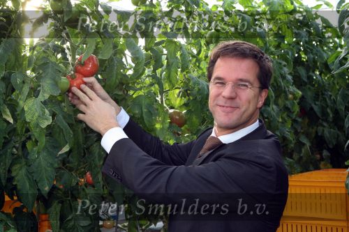 Bleiswijk, 17 November 2008
Bezoek Mark Rutte aan tomatenkwekerij van den bosch BV
Op de foto Mark Rutte met Rik van den Bosch
Foto Peter Smulders BV