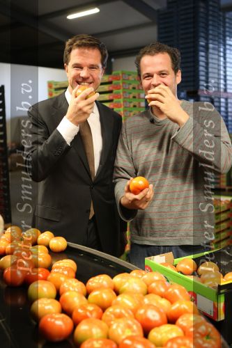 Bleiswijk, 17 November 2008
Bezoek Mark Rutte aan tomatenkwekerij van den bosch BV
Op de foto Mark Rutte met Rik van den Bosch
Foto Peter Smulders BV