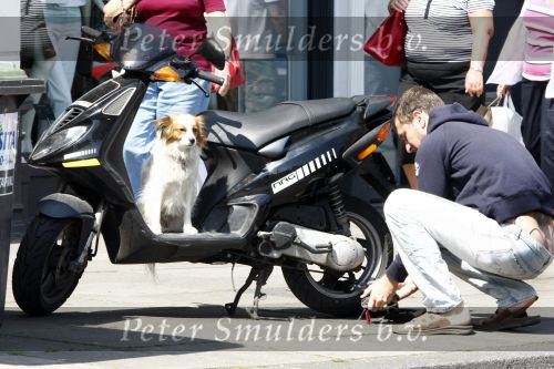 Amsterdam, 14 Juni 2008
Sebastiaan Labrie legt zijn scooter aan de kettin terwijl zijn hond toekijkt