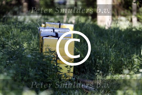 Eefde 26 mei 2017
Boerderij / huis van Matthijs v Nieuwkerk. Een konijn wordt door een hond achterna gezeten.  wespen bijen
