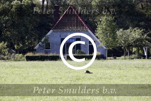 Eefde 26 mei 2017
Boerderij / huis van Matthijs v Nieuwkerk. Een konijn wordt door een hond achterna gezeten.