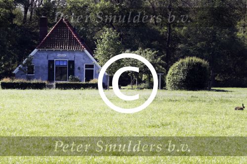 Eefde 26 mei 2017
Boerderij / huis van Matthijs v Nieuwkerk. Een konijn wordt door een hond achterna gezeten.