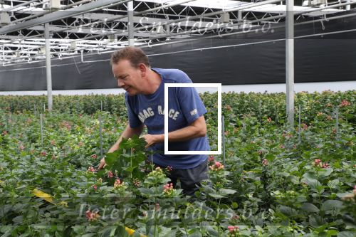 Rijsenhout, 16 Mei 2018
Boer Jaap Vreeken Boer zoekt vrouw