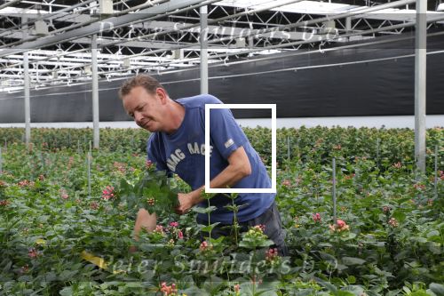 Rijsenhout, 16 Mei 2018
Boer Jaap Vreeken Boer zoekt vrouw