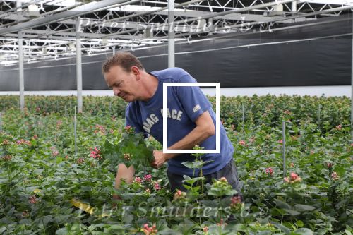 Rijsenhout, 16 Mei 2018
Boer Jaap Vreeken Boer zoekt vrouw