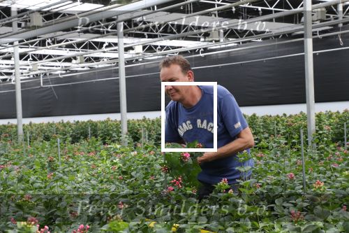 Rijsenhout, 16 Mei 2018
Boer Jaap Vreeken Boer zoekt vrouw