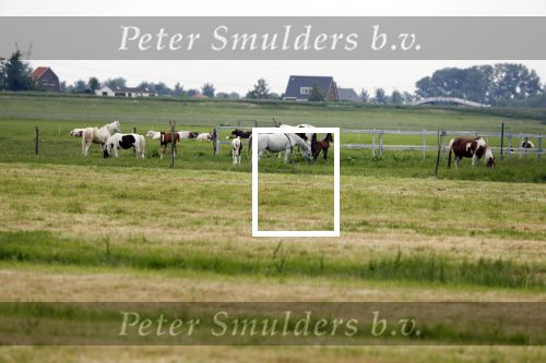Wijdewormer 22 mei 2018
Marnix Knetemann isa een van de deelnemers aan boer zoekt vrouw.