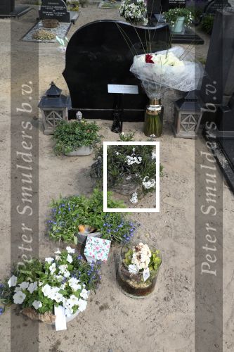 Sint Michielsgestel, 9 Juni 2018
Begraafplaats waar Sandra Reemer een jaar geleden werd begraven.
Herdenkingsdienst