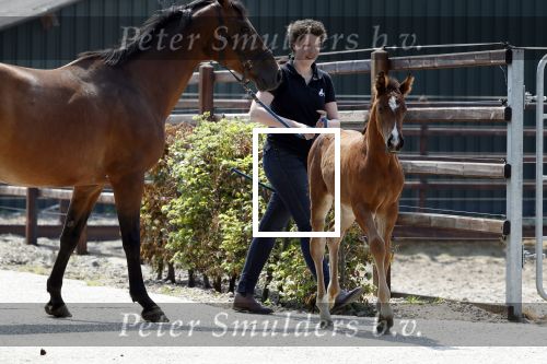 Boekel 14 mei 2018
Boer zoekt vrouw deelneemster Steffie Verhagen ( en haar ouders) bij hun boerderij