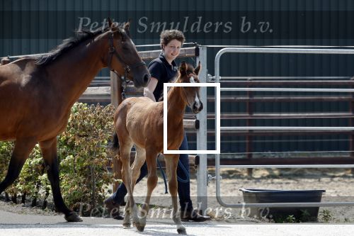 Boekel 14 mei 2018
Boer zoekt vrouw deelneemster Steffie Verhagen ( en haar ouders) bij hun boerderij