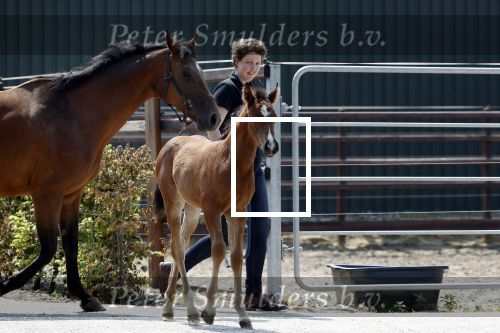Boekel 14 mei 2018
Boer zoekt vrouw deelneemster Steffie Verhagen ( en haar ouders) bij hun boerderij