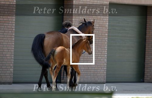 Boekel 14 mei 2018
Boer zoekt vrouw deelneemster Steffie Verhagen ( en haar ouders) bij hun boerderij